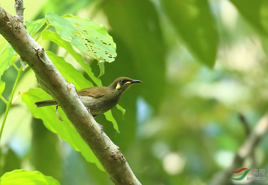 Y-yellow-spotted honeyeater_���˺�_����.jpg