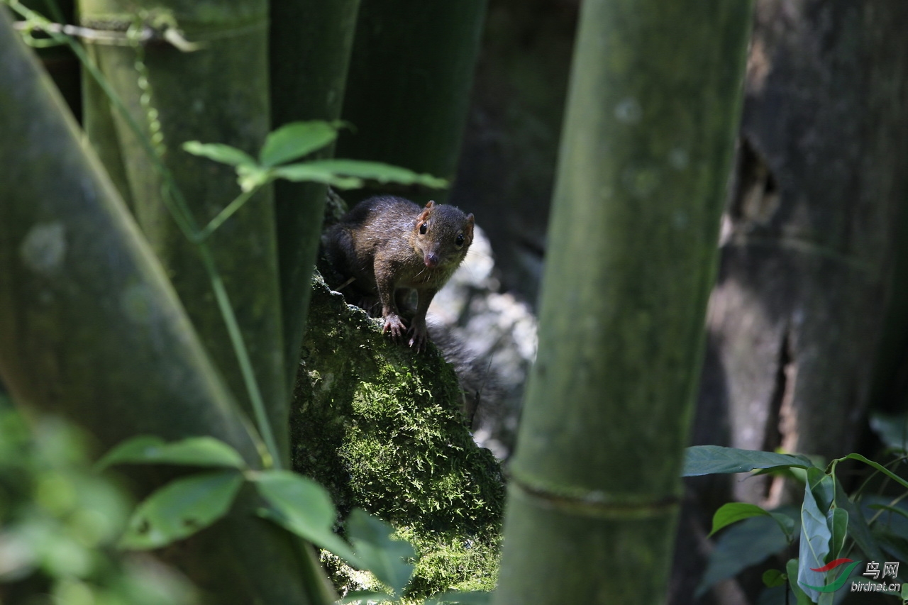 野生動物——北樹鼩(視頻)