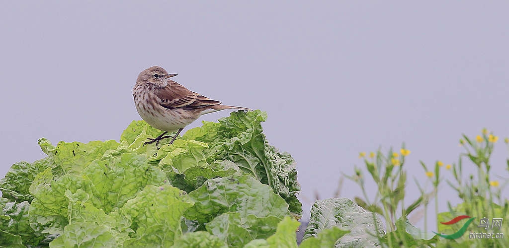 菜…………[鸟]水鹨