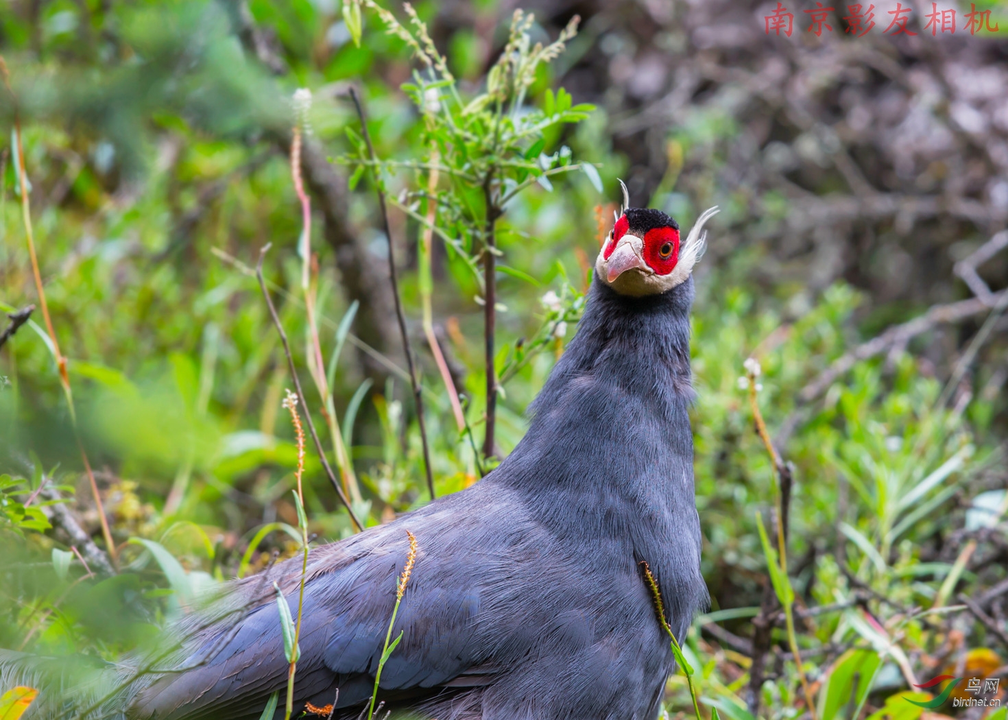 一组"蓝马鸡"大头照