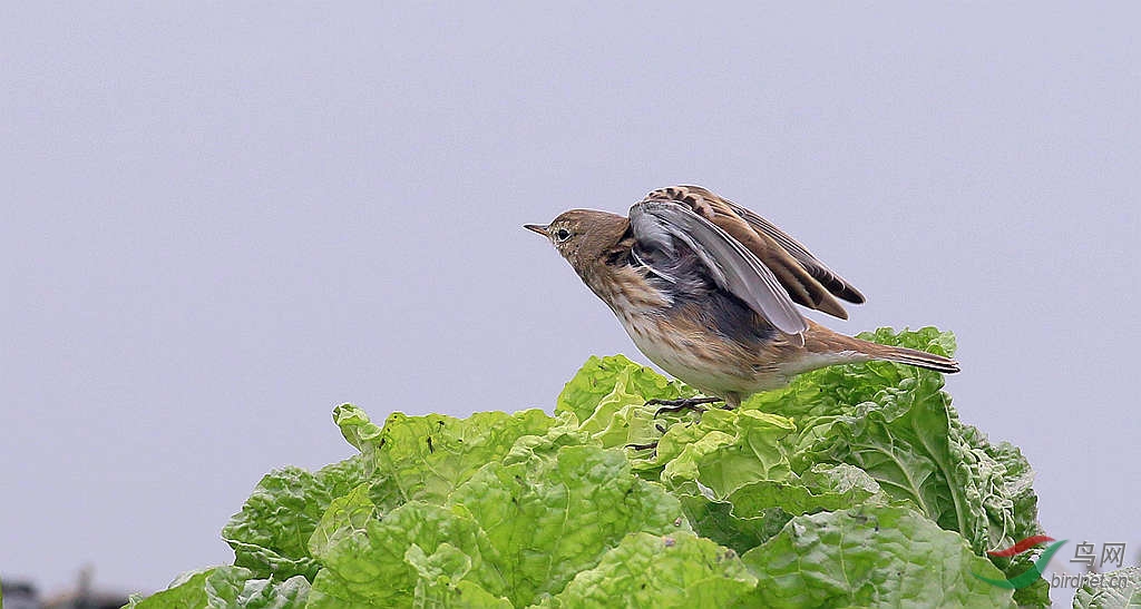 菜…………[鸟]水鹨