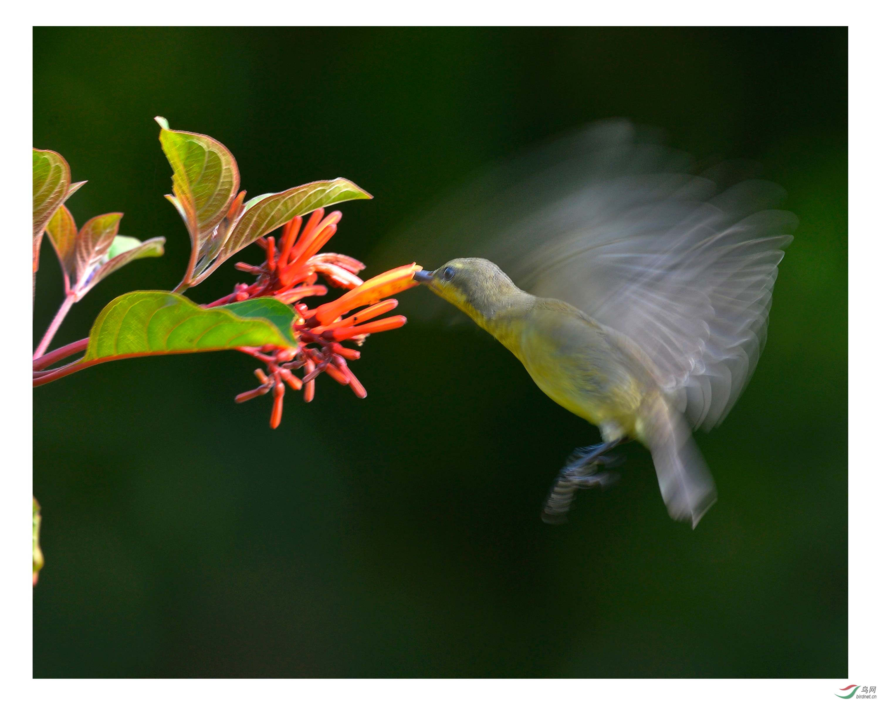 低速拍花蜜鸟仔