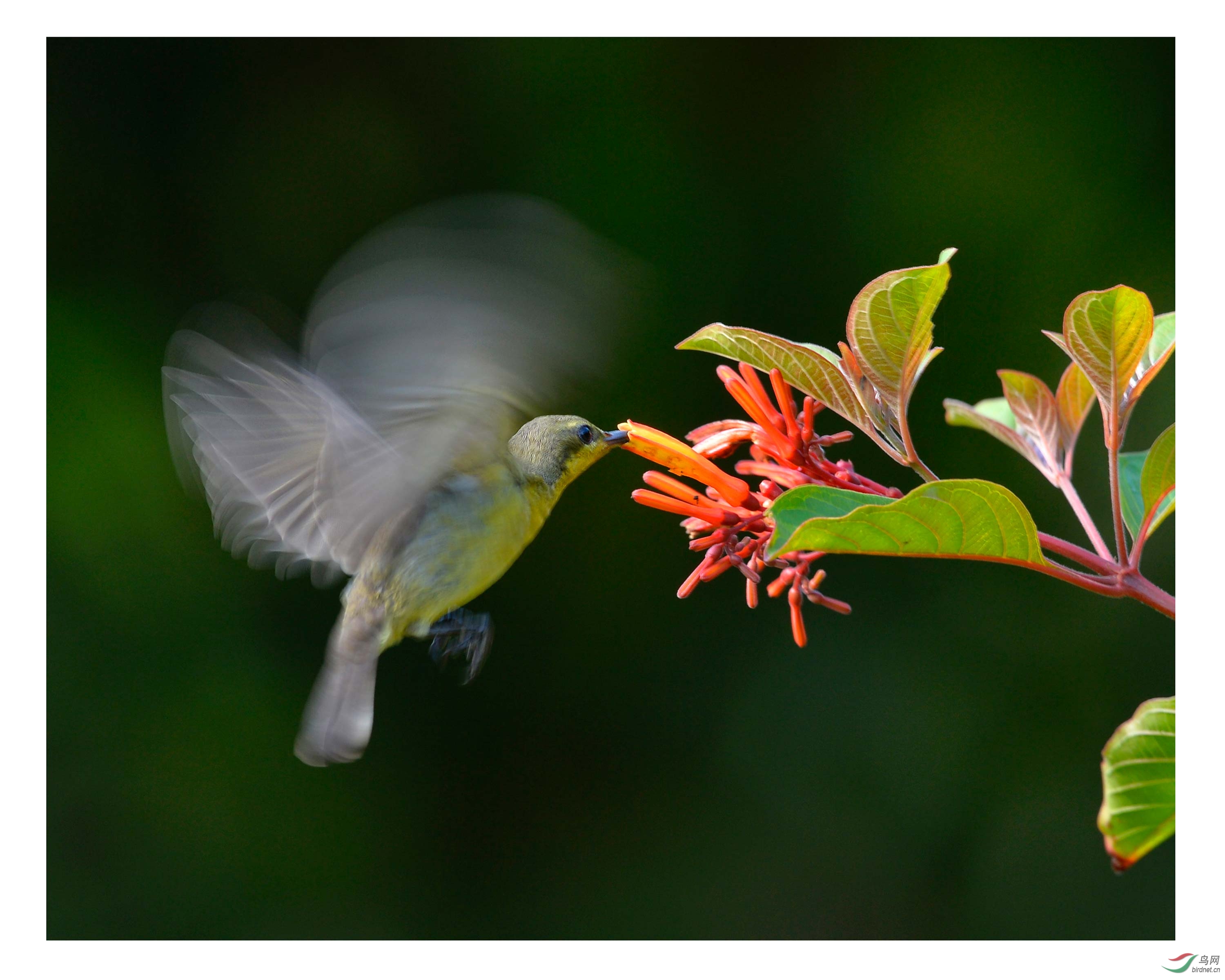低速拍花蜜鸟仔