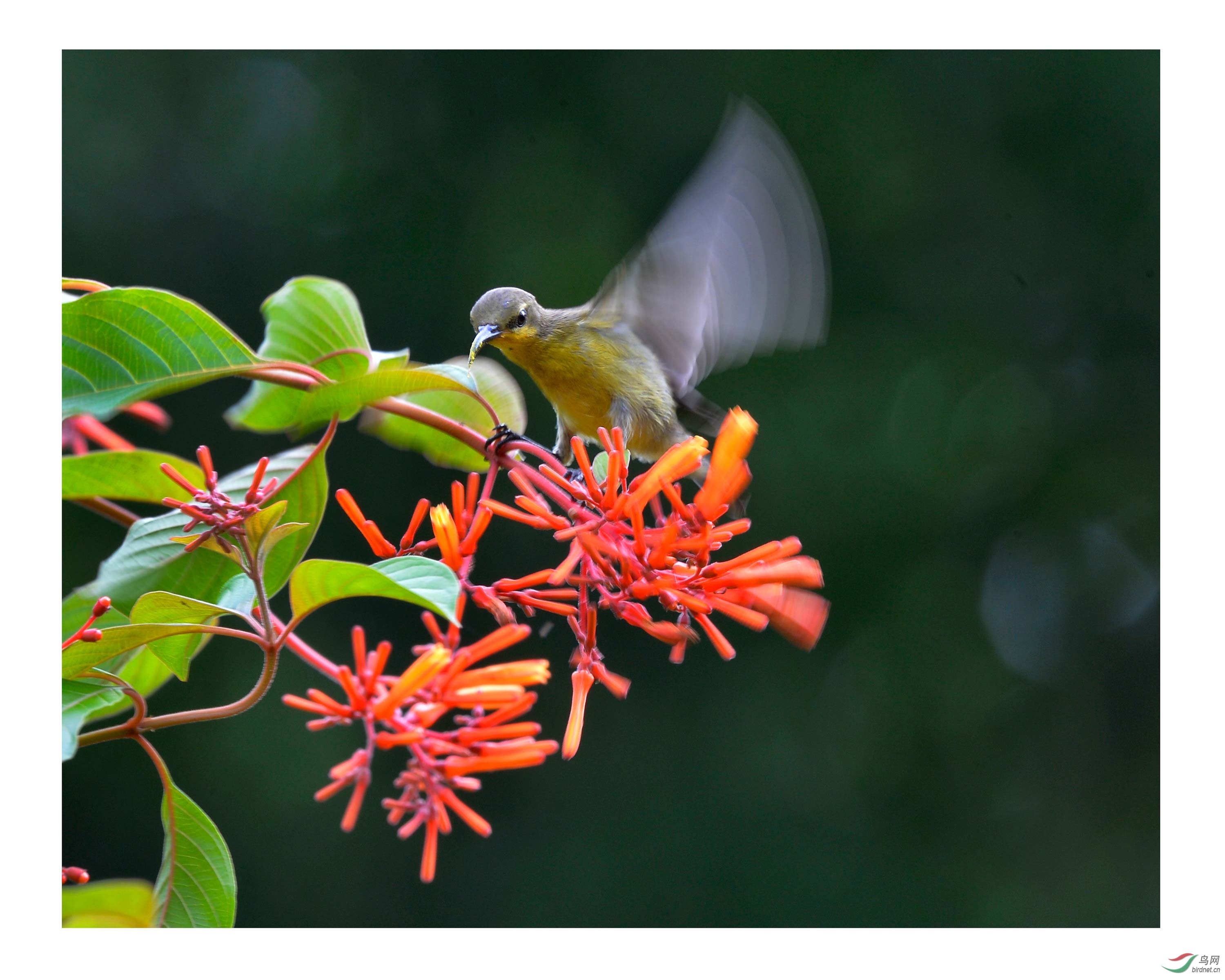 低速拍花蜜鸟仔