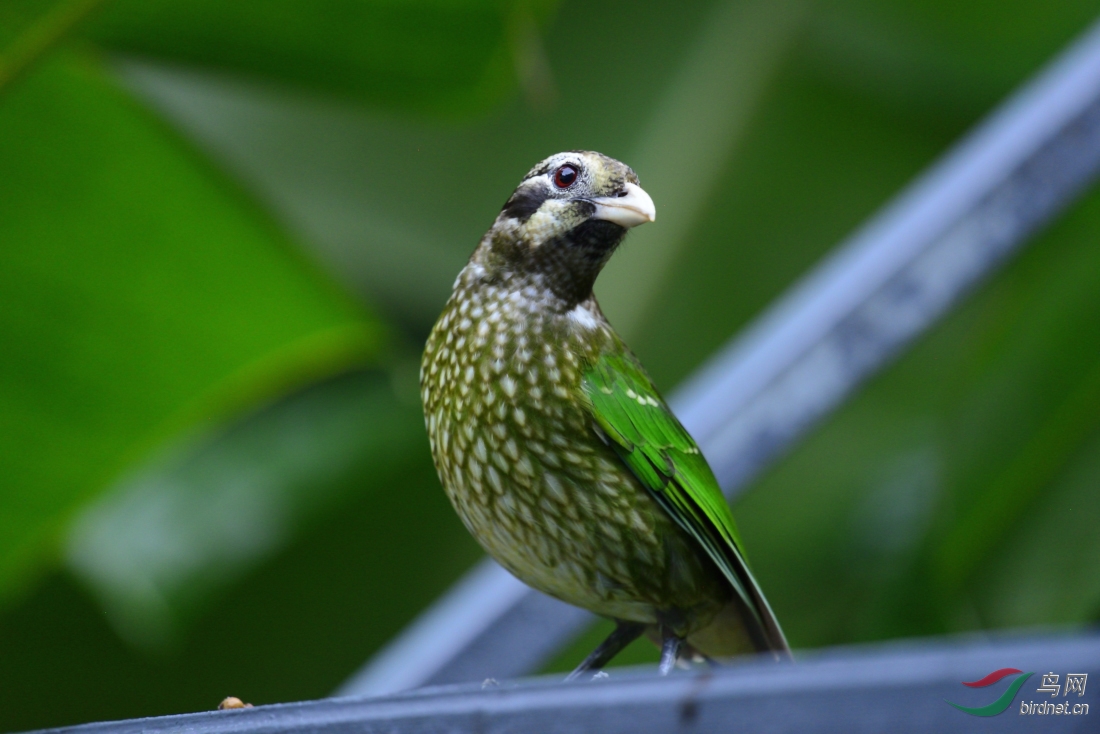 澳大利亚的绿园丁鸟