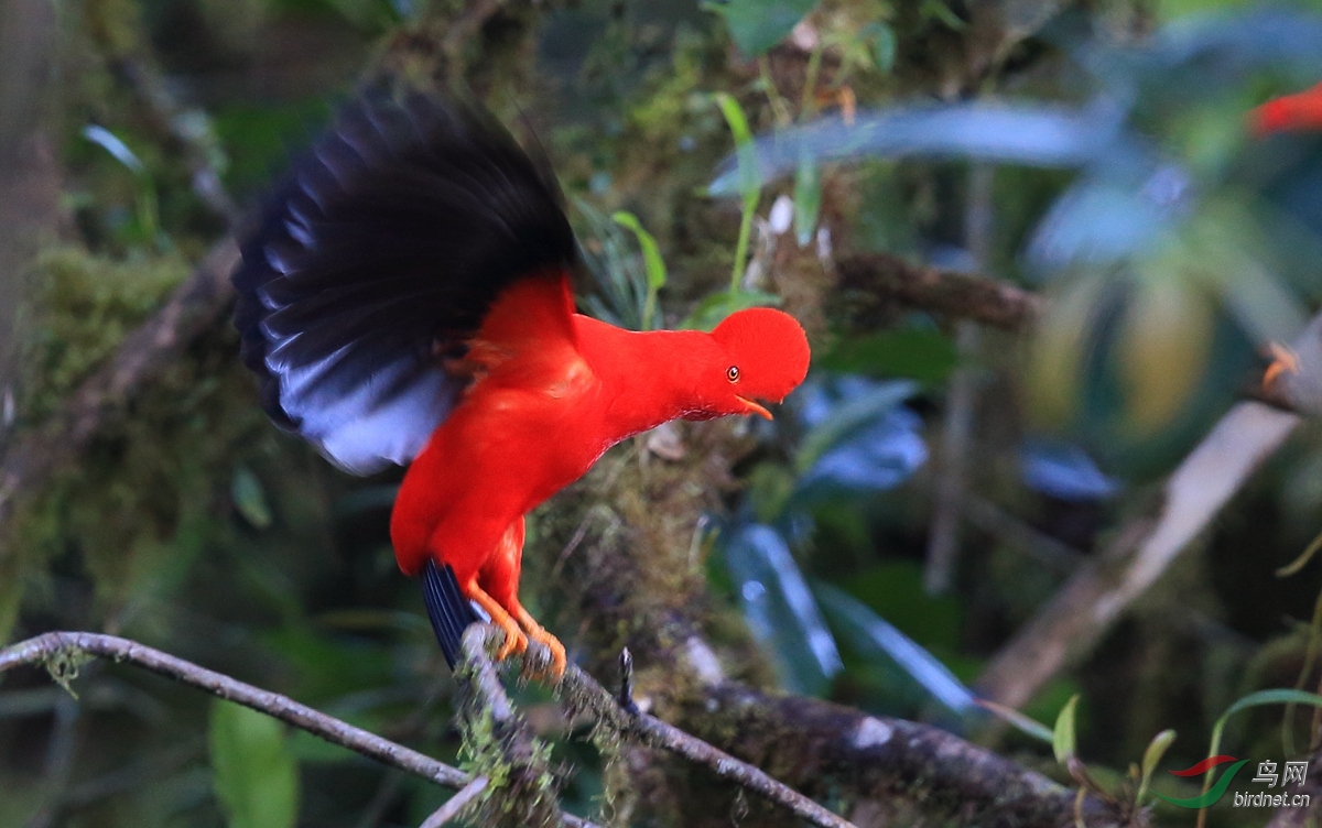 安第斯冠伞鸟andeancockoftherock