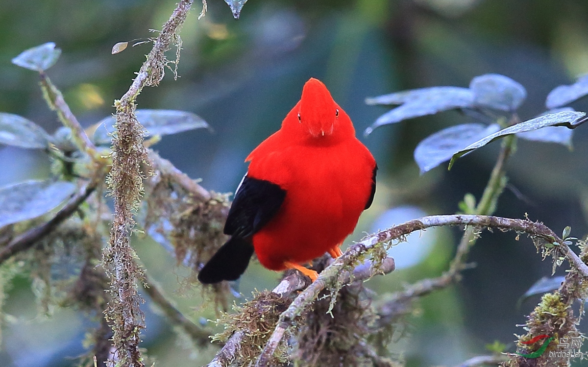 安第斯冠伞鸟andean cock