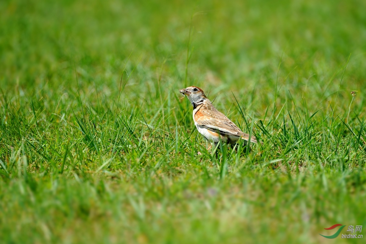 dsc_8774百靈鳥.jpg