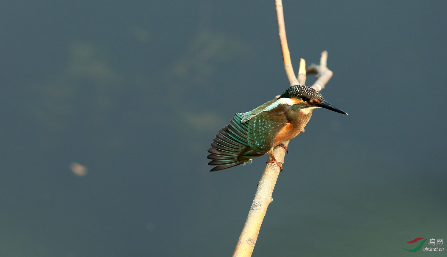 小翠梳翅 - 观鸟拍鸟之旅 bird trip reports 鸟网