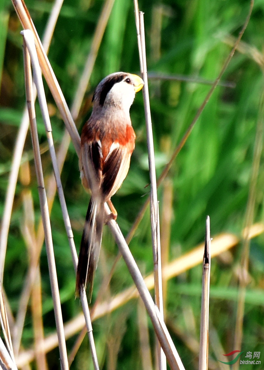 震旦鸦雀是中国特有的珍稀鸟种被称为鸟中熊猫它的名字非常中国化古印