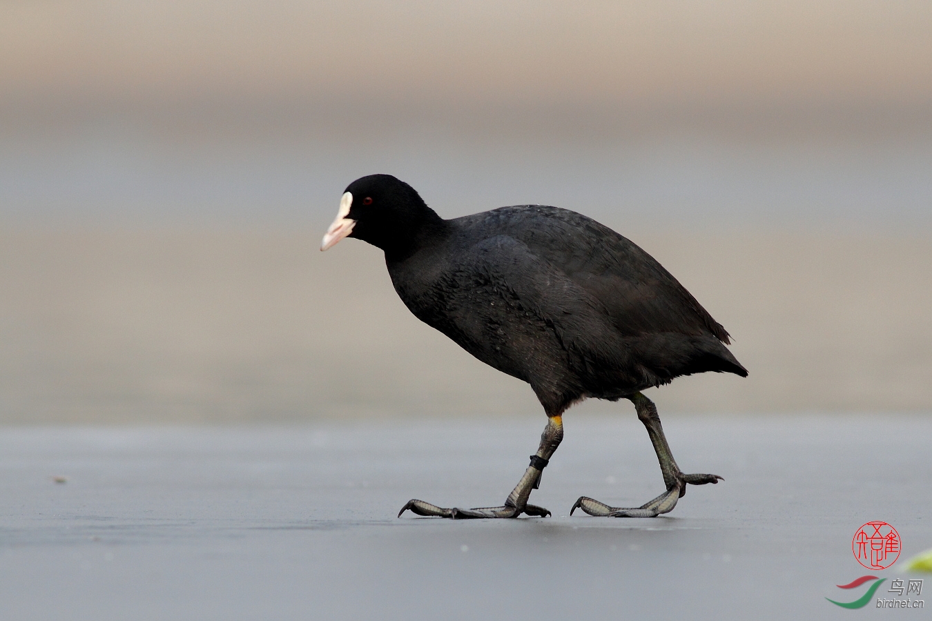 【冬天海河上的 骨顶鸡】