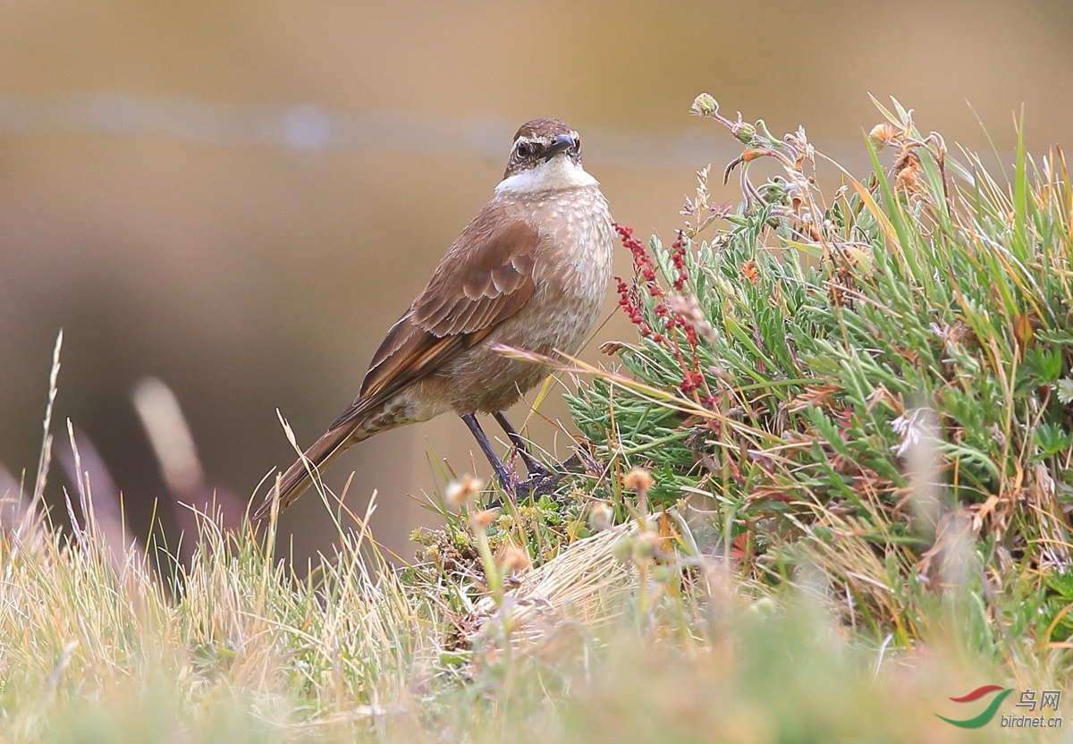 粗嘴抖尾地雀stoutbilledcinclodes