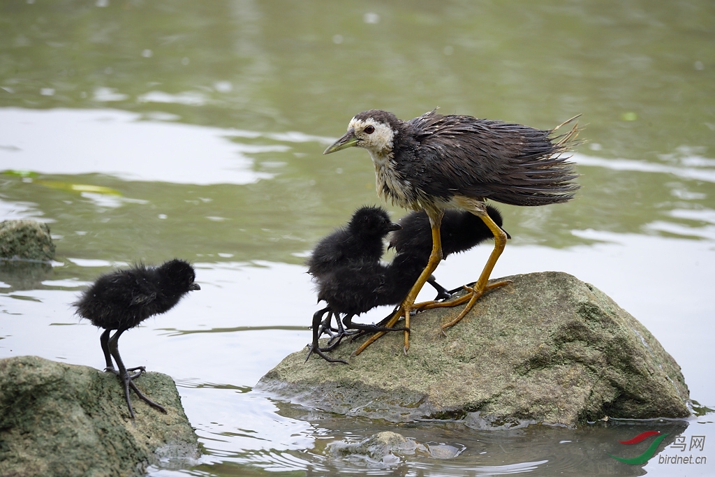 白腹秧鸡宝宝学游泳