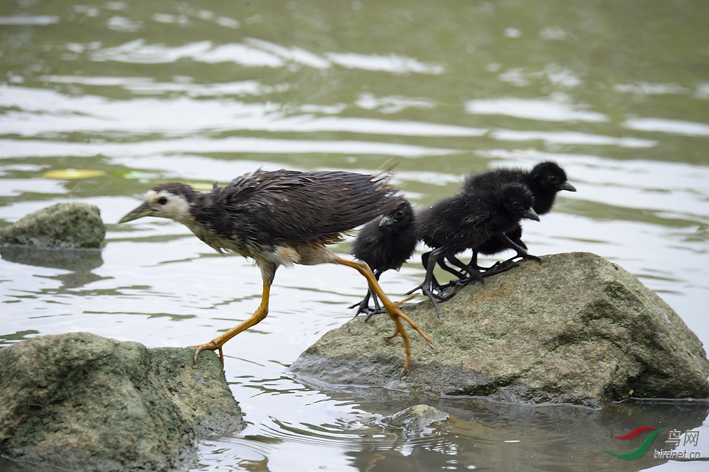 白腹秧鸡宝宝学游泳!