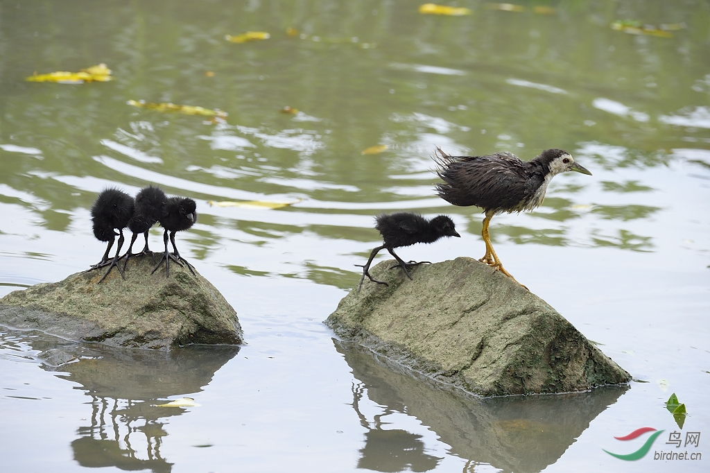 白腹秧鸡宝宝学游泳