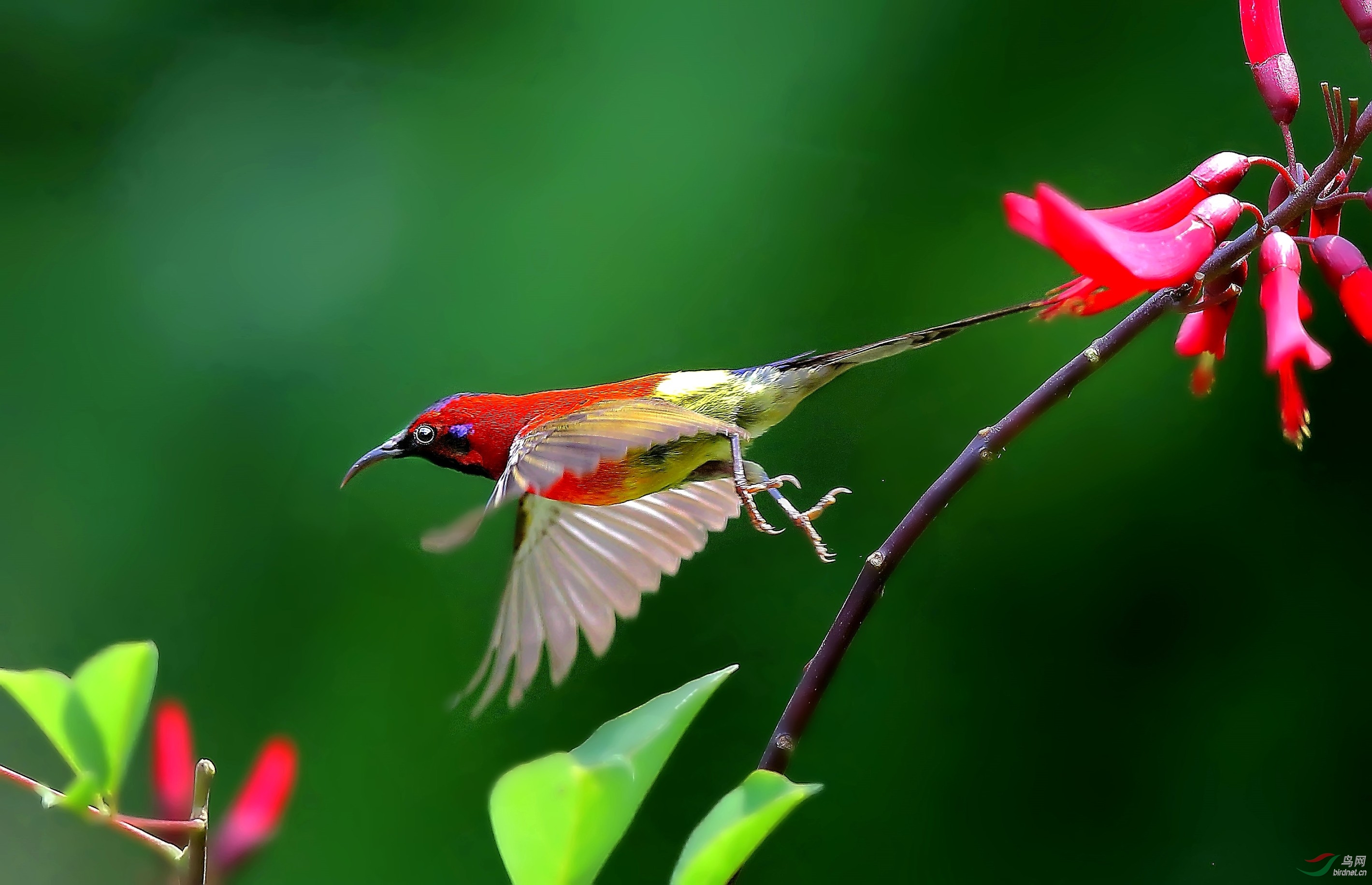 (蓝喉太阳鸟)蓝喉太阳鸟mrs.
