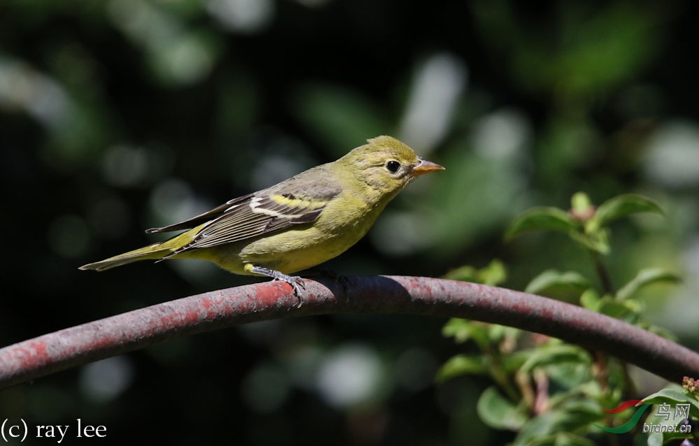 黄腹比蓝雀westerntanager