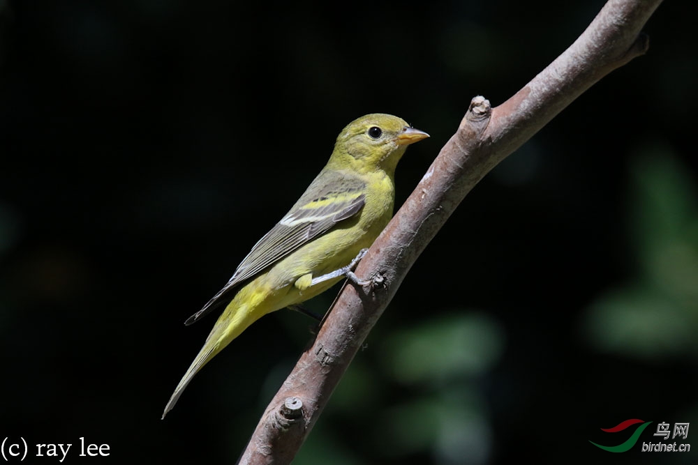 黄腹比蓝雀westerntanager
