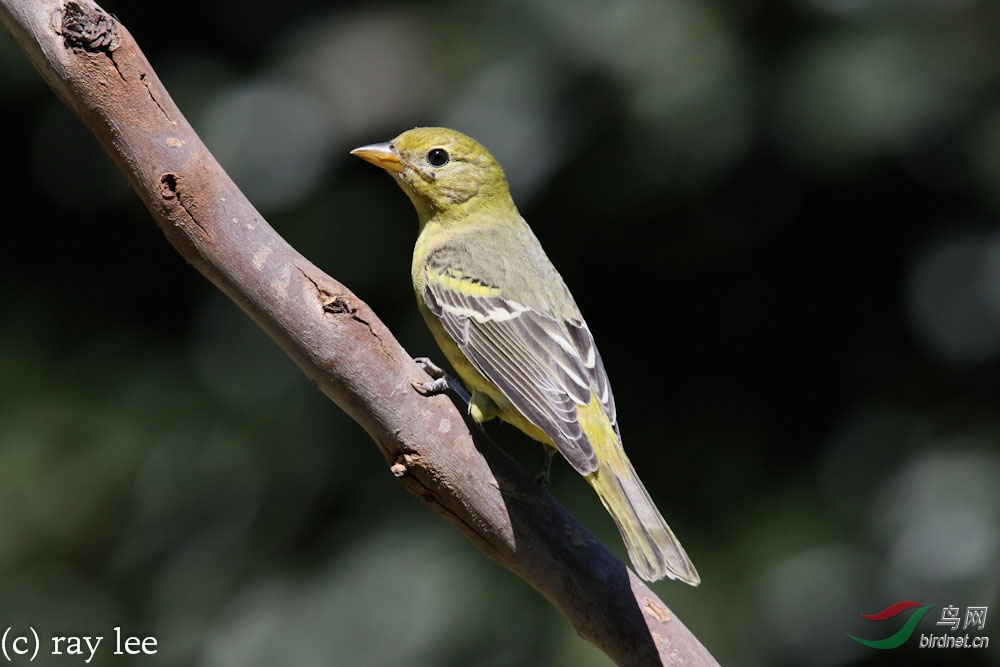 黄腹比蓝雀westerntanager