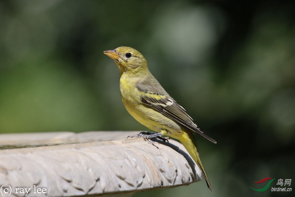 黄腹比蓝雀westerntanager