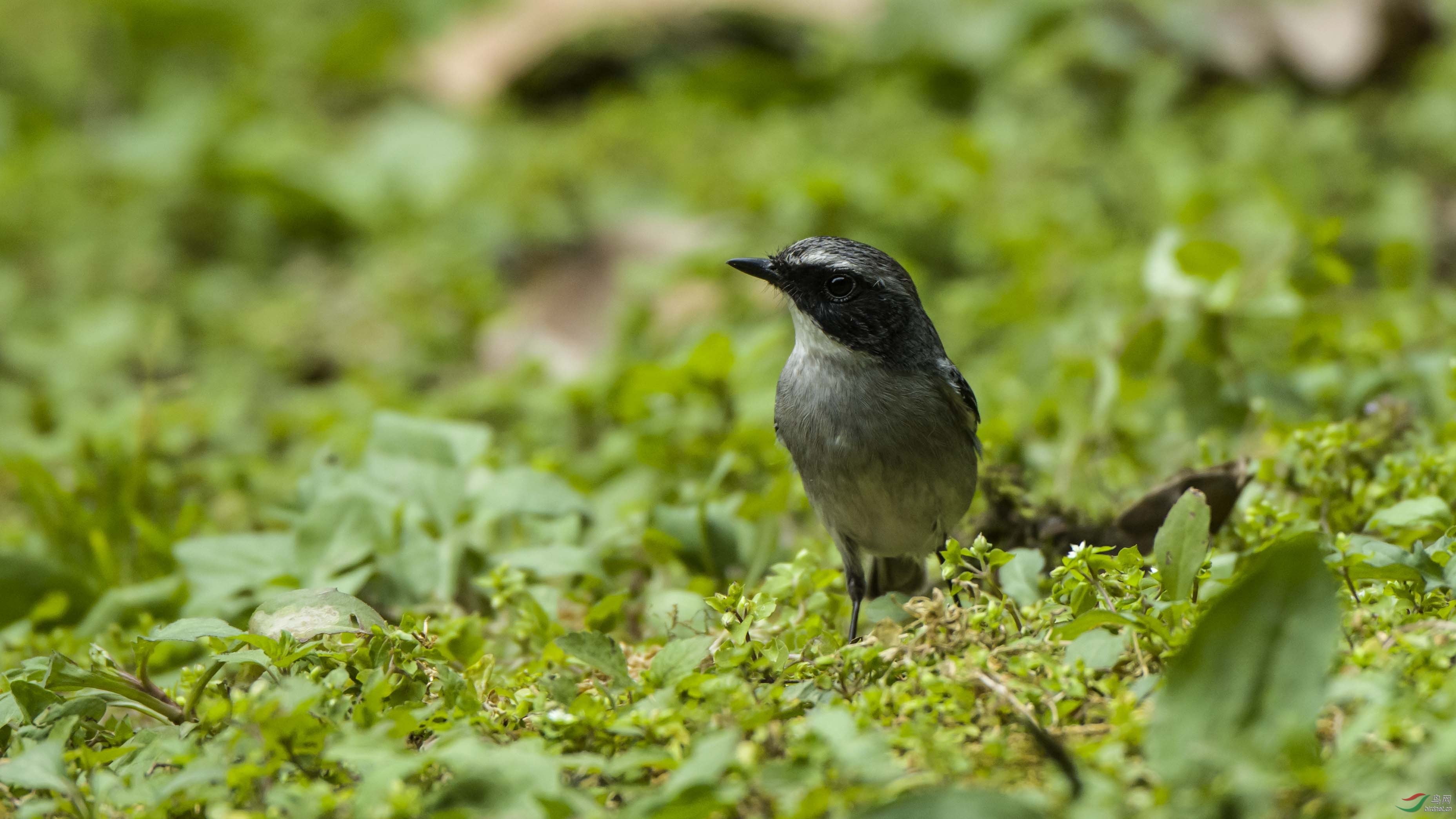 灰林即gg祝鸟友朋友们七夕夜快乐