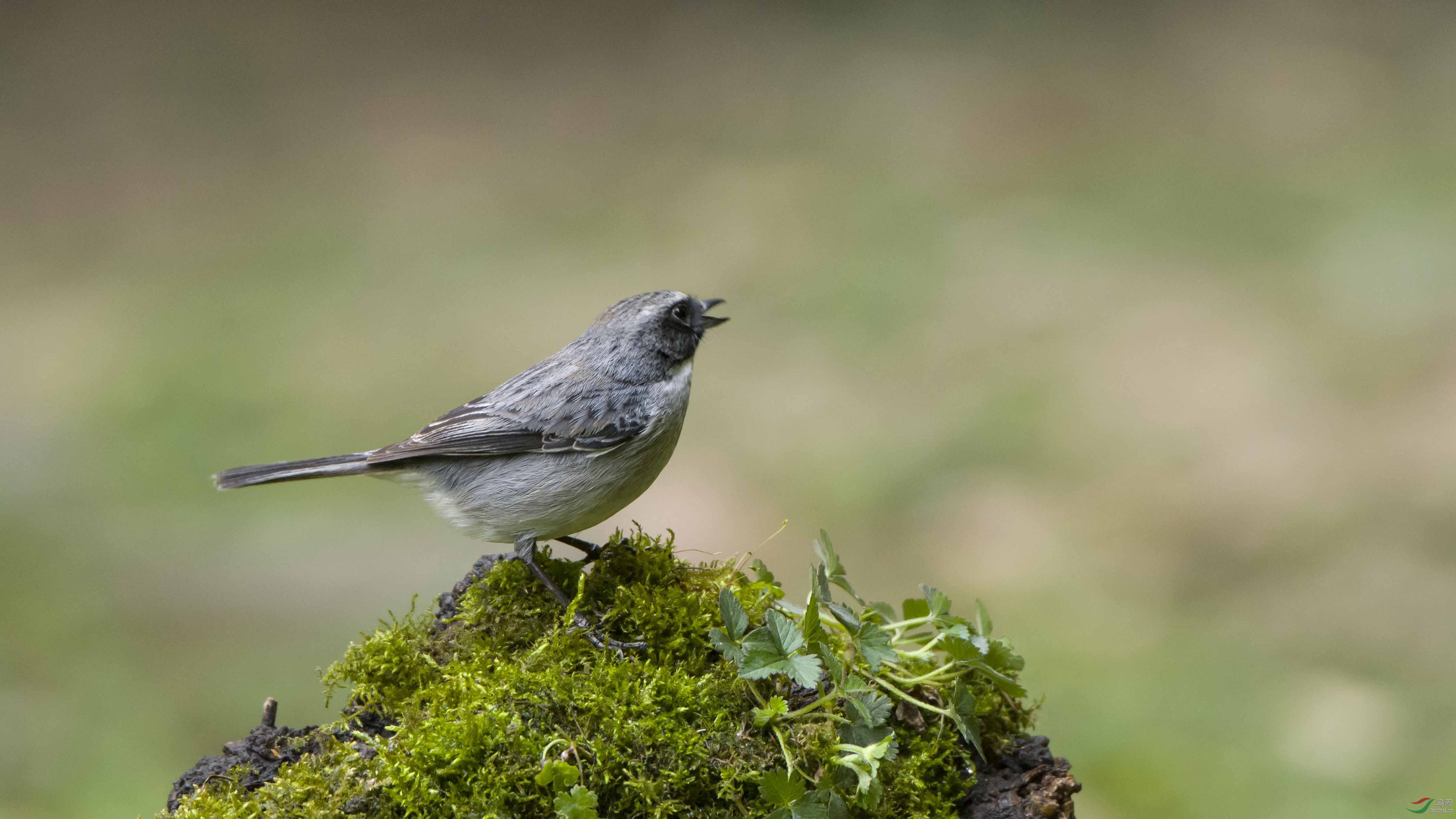 灰林即gg祝鸟友朋友们七夕夜快乐