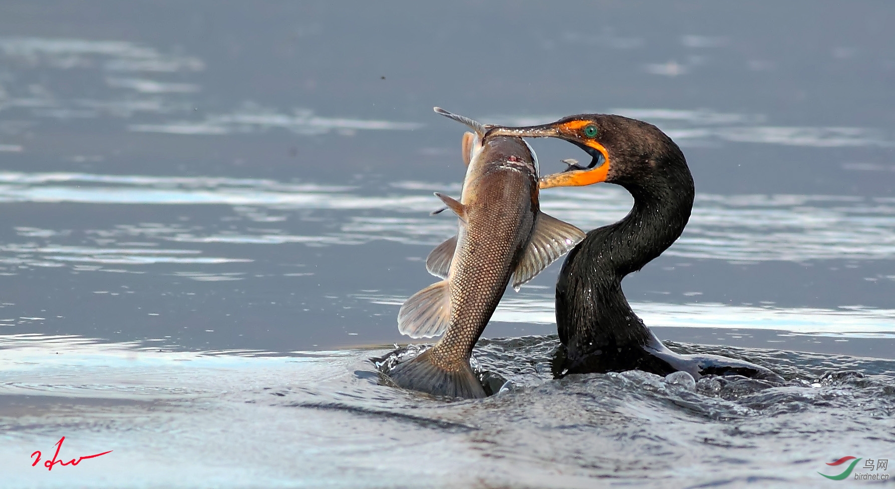 (普通鸬鹚)鸬鹚逮住一条大鱼——贺图1获首页精华图片