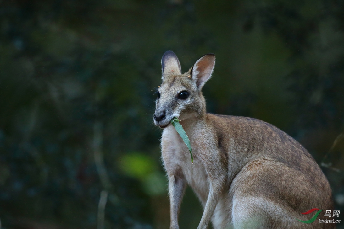 Y-antilopine wallaroo_���˺�_����.jpg