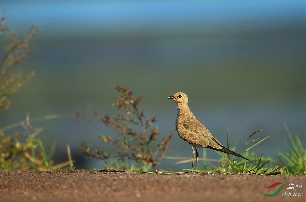 Y-australian pratincole_���˺�_����.jpg