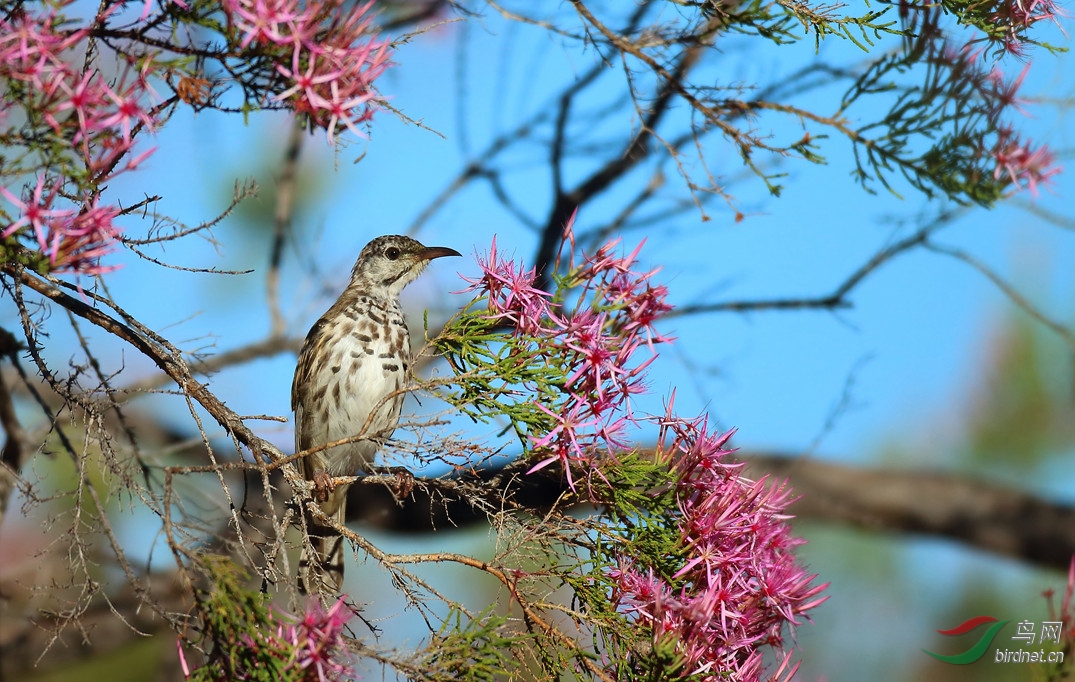Y-bar-breasted honeyeater_���˺�_����.jpg