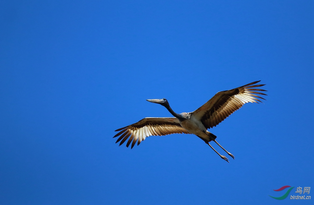 Y-black-necked stork fly_���˺�_����.jpg