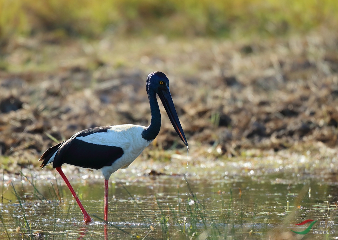 Y-black-necked stork_���˺�_����.jpg