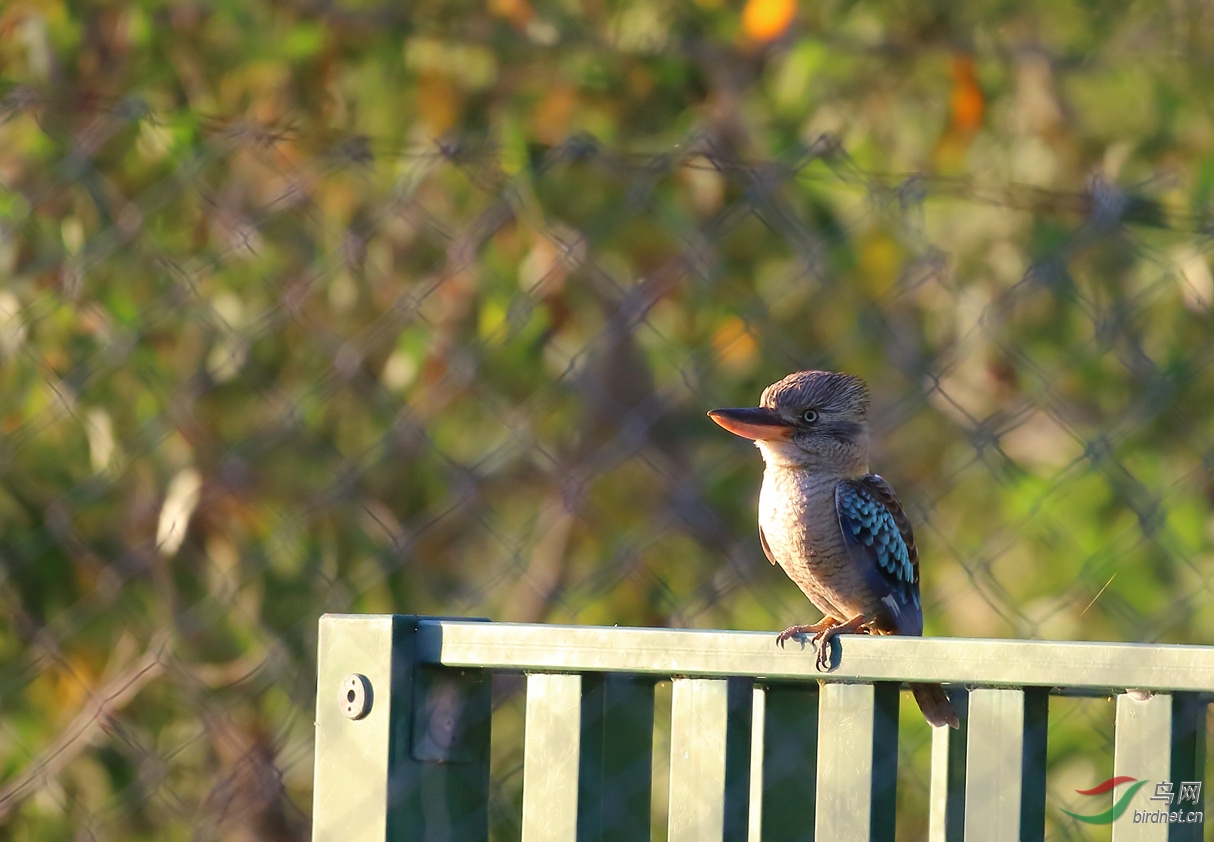 Y-blue-winged kookaburra_���˺�_����.jpg