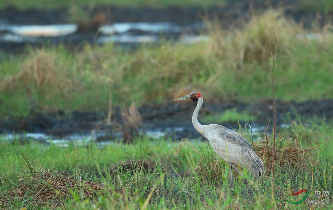 Y-brolga_���˺�_����.jpg