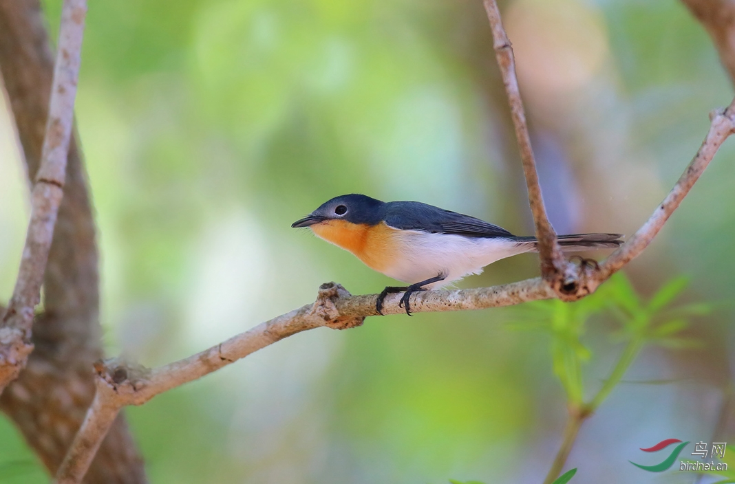 Y-broad-billed flycatcher_���˺�_����.jpg
