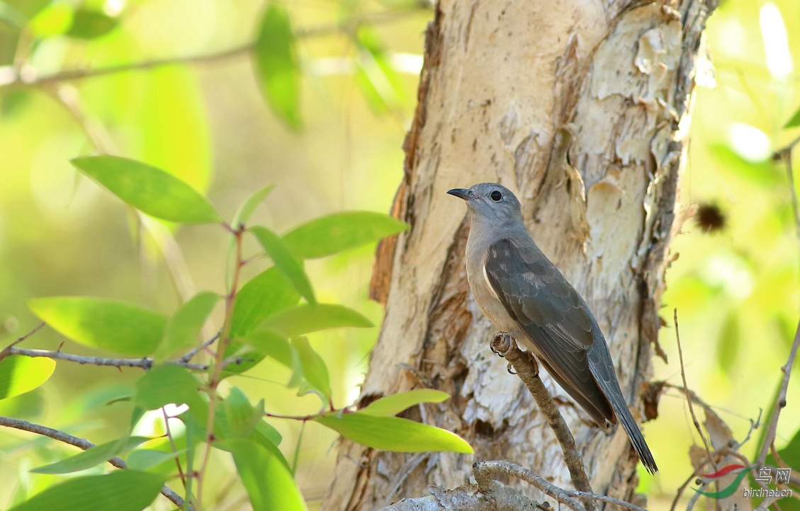 Y-brush cuckoo2_���˺�_����.jpg