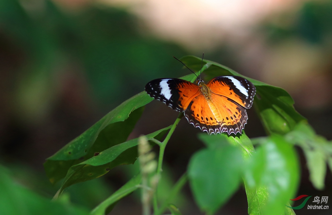 Y-butterfly5_���˺�_����.jpg