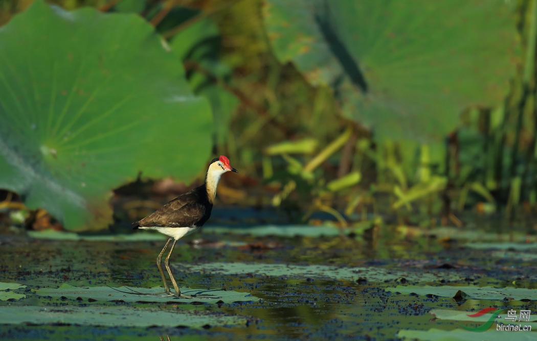 Y-comb-crested jacana_���˺�_����.jpg