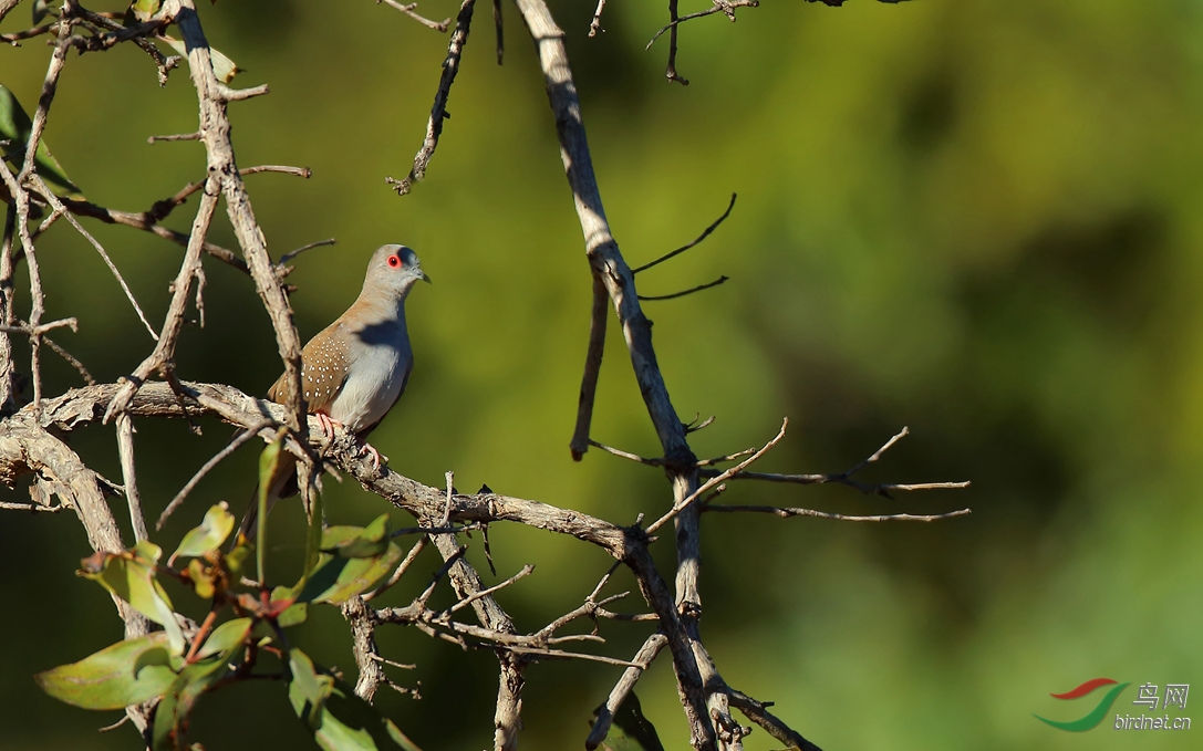 Y-diamond dove_���˺�_����.jpg