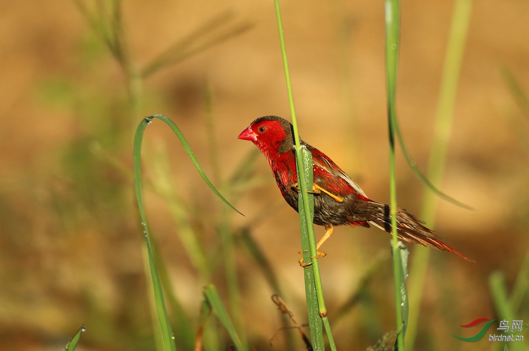 Y-crimson finch_���˺�_����.jpg