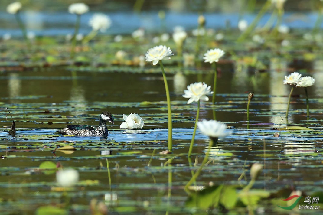 Y-green pigmy-goose_���˺�_����.jpg