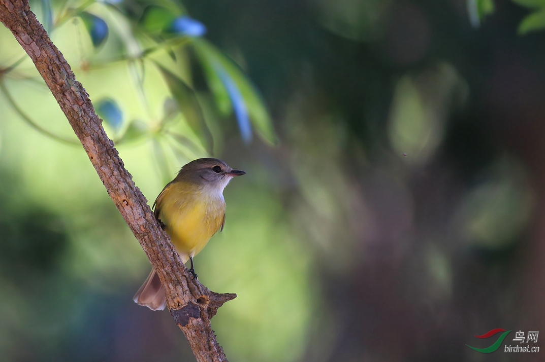 Y-lemon-bellied flycatcher2_���˺�_����.jpg
