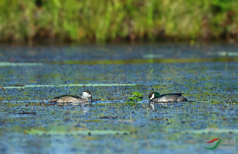 Y-green pigmy-goose two_���˺�_����.jpg