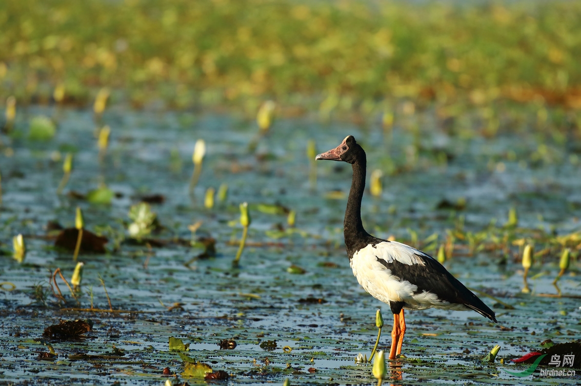 Y-magpie goose_���˺�_����.jpg