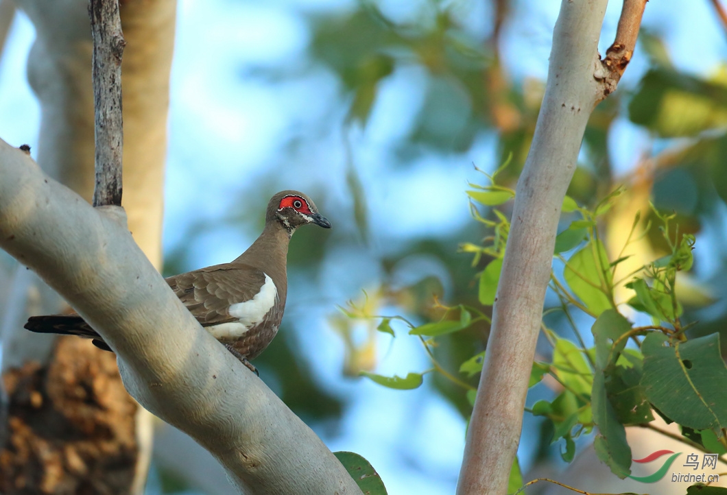 Y-partridge pigeon_���˺�_����.jpg