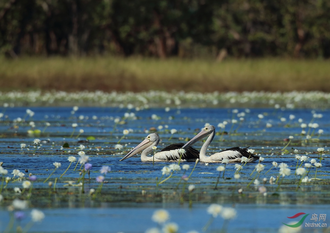 Y-pelican in flowers_���˺�_����.jpg