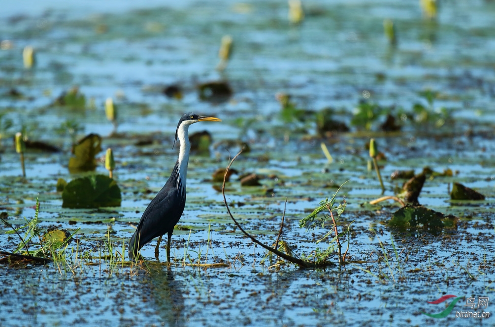 Y-pied heron_���˺�_����.jpg