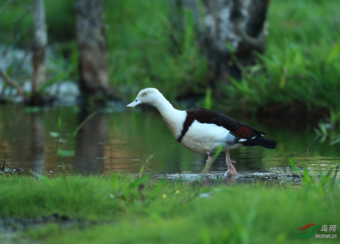 Y-radjah shelduck_���˺�_����.jpg