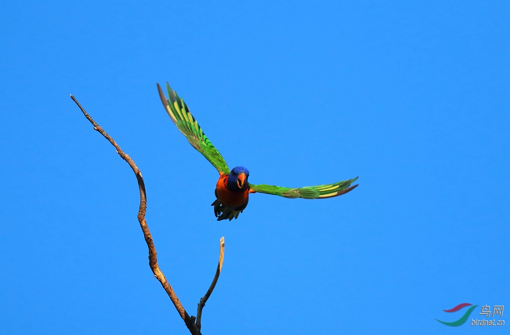 Y-rainbow lorikeet fly_���˺�_����.jpg