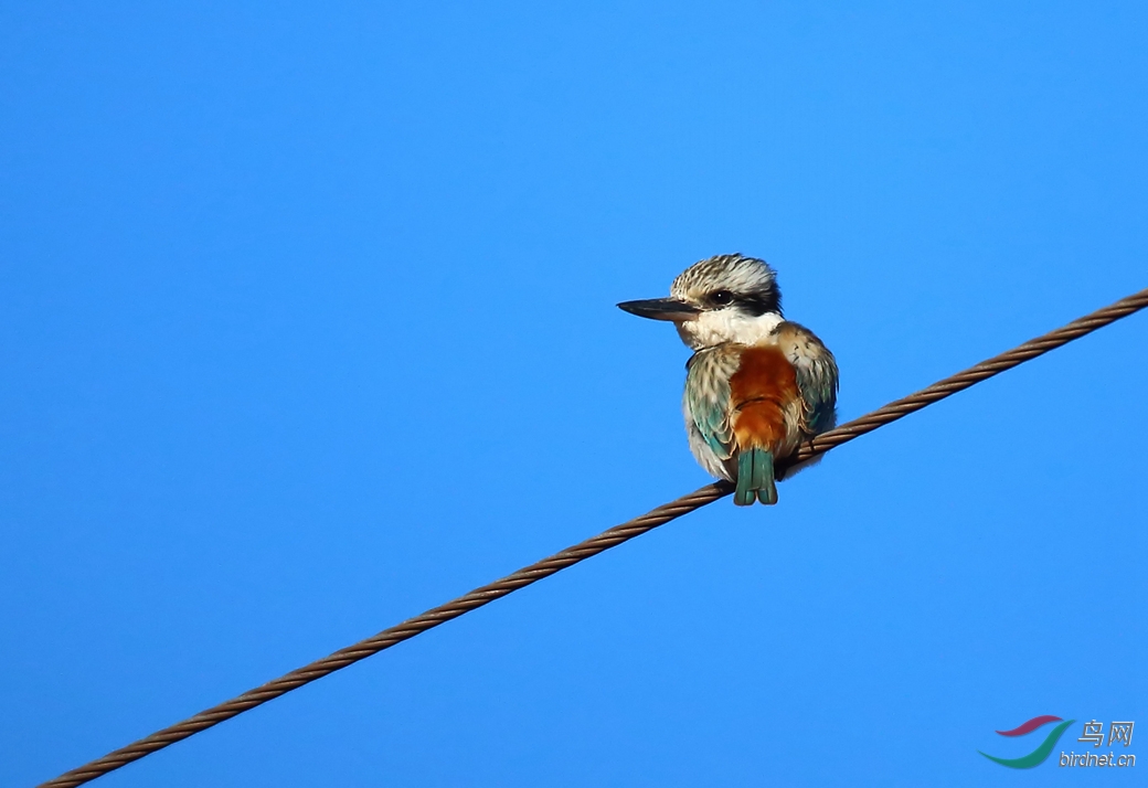 Y-red-backed kingfisher_���˺�_����.jpg